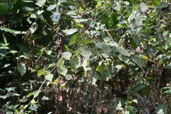 Urena lobata subsp. lobata